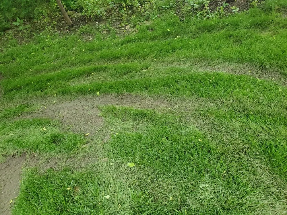 Affordable outdoor landscaping in Olathe, KS by Signature Landscape