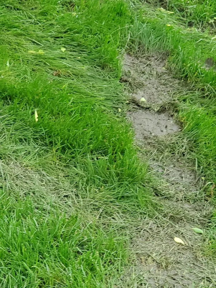 Affordable lawn care service in Olathe, KS by Signature Landscape