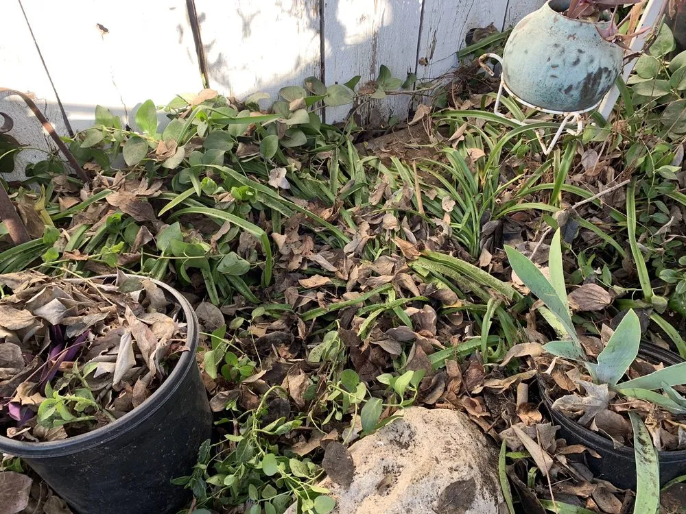 Top-rated lawn mowing service in Redlands, CA by Signature Landscape