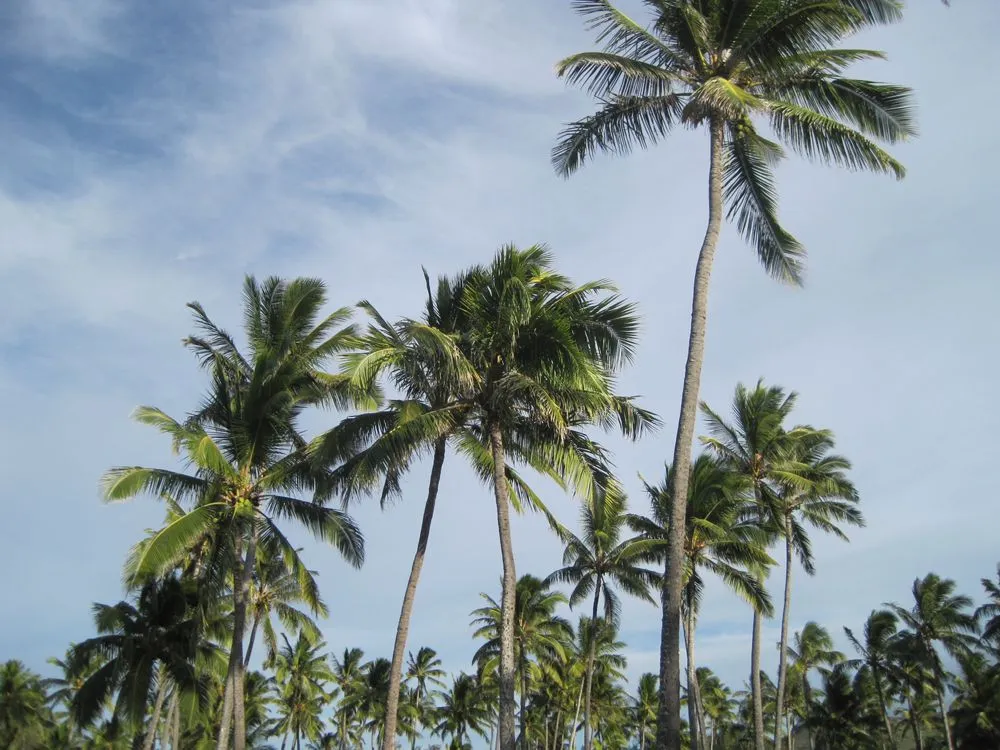 Custom outdoor landscaping for residential properties across Redlands, CA - Signature Landscape