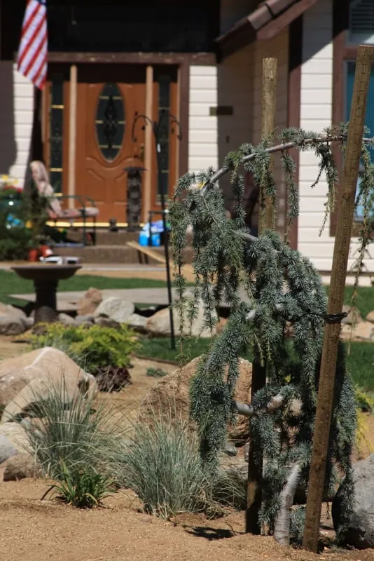 Professional landscape installation for beautiful yards across Reno, NV - Signature Landscapes