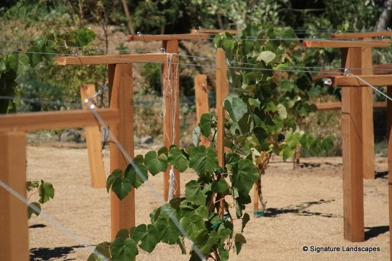 Affordable residential landscaping for beautiful yards across Reno, NV - Signature Landscapes