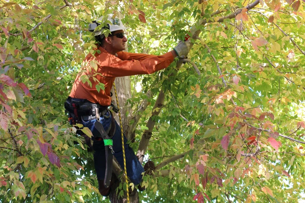 Affordable yard maintenance for outdoor upgrades in Reno, NV by Signature Landscapes