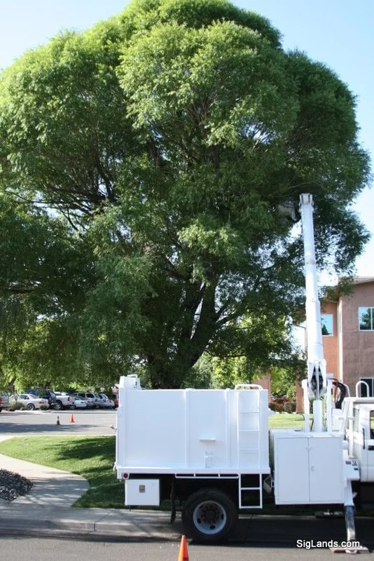 Local outdoor landscaping for year-round maintenance in Reno, NV by Signature Landscapes