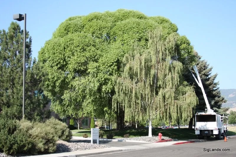 Reliable yard maintenance in Reno, NV - Signature Landscapes