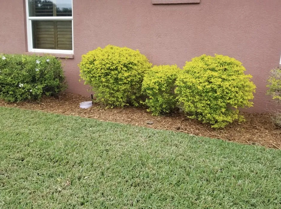 Local yard maintenance in Sarasota, FL by Signature Lawn Service