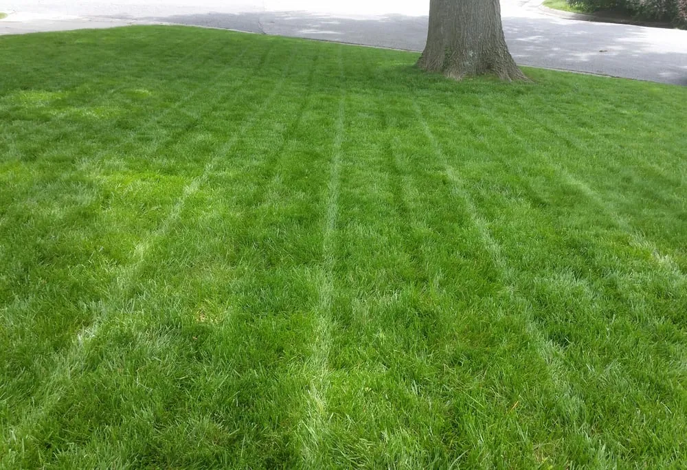 Trusted landscaping services for year-round maintenance across Columbia, MO - Signature Lawn Services