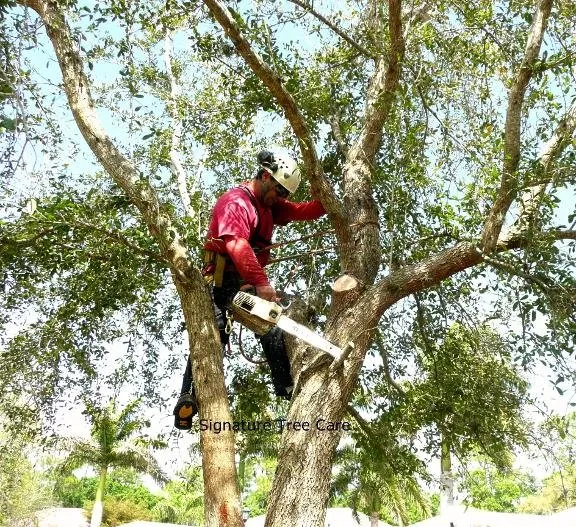 Local outdoor landscaping experts serving Naples, FL - Signature Tree Care