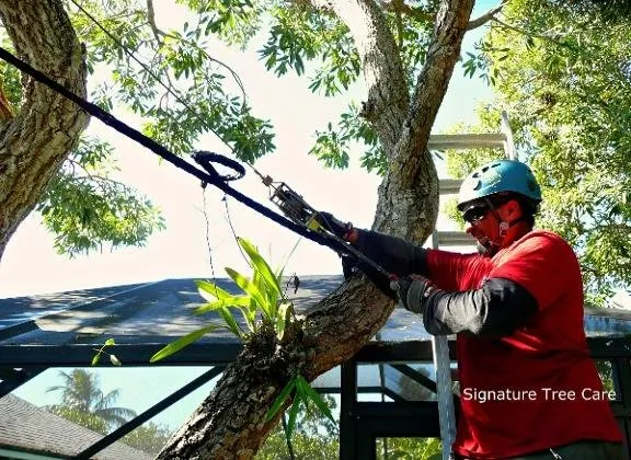 Top-rated outdoor landscaping experts serving Naples, FL - Signature Tree Care