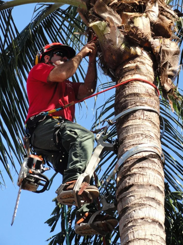 Trusted yard cleanup service in Naples, FL - Signature Tree Care