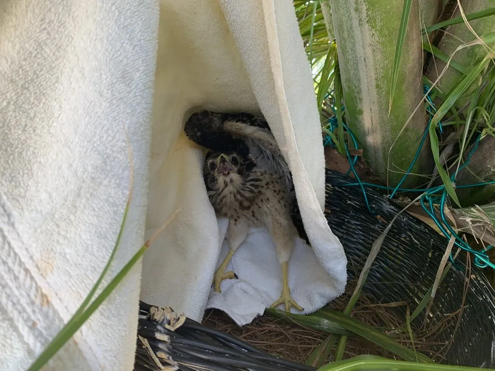 Professional yard maintenance in Naples, FL by Signature Tree Care