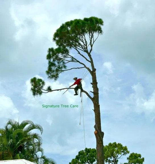 Professional outdoor landscaping in Naples, FL by Signature Tree Care