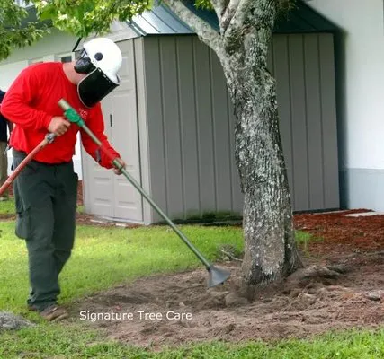 Signature Tree Care Logo