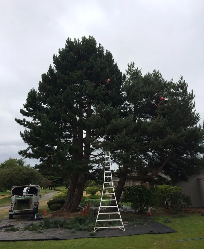 Local garden landscaping in Seattle, WA by Siktum Tree Service