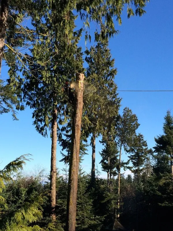 Custom residential landscaping for residential properties in Seattle, WA by Siktum Tree Service