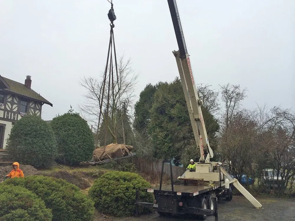 Reliable landscape installation in Seattle, WA - Siktum Tree Service