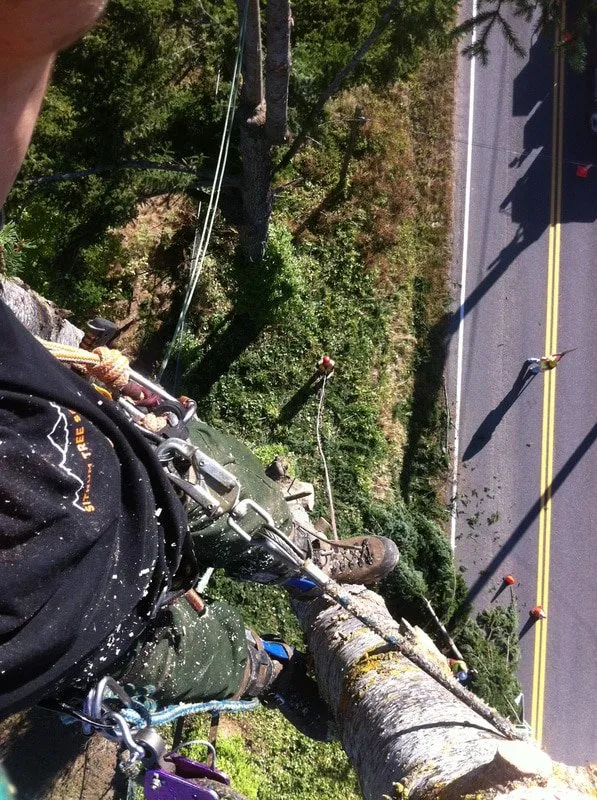 Local landscape installation with custom design in Seattle, WA by Siktum Tree Service