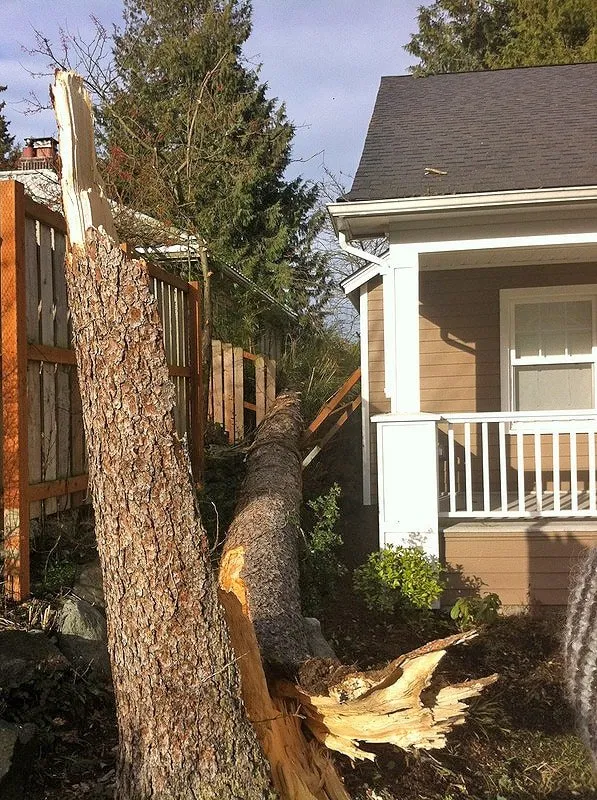 Expert landscape design for residential properties in Seattle, WA by Siktum Tree Service