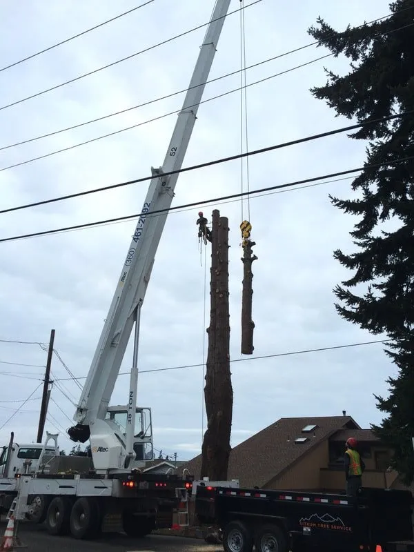 Local landscaping services in Seattle, WA - Siktum Tree Service