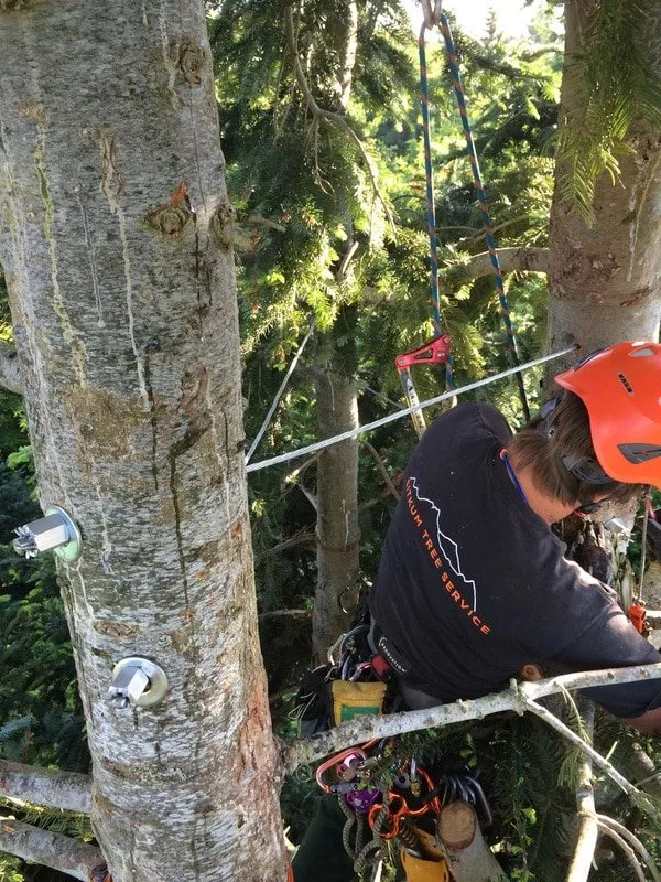 Reliable landscape installation with custom design across Seattle, WA - Siktum Tree Service