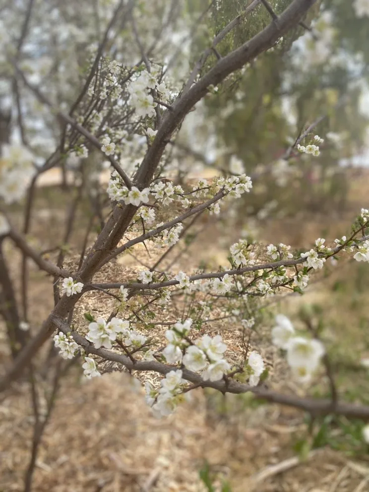 Affordable yard maintenance experts serving North Las Vegas, NV - Sil Innovations