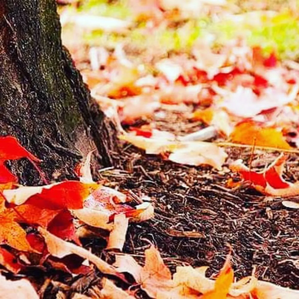 Top-rated landscape design in Rockville, MD - Silas Landscaping & Cleaning Services