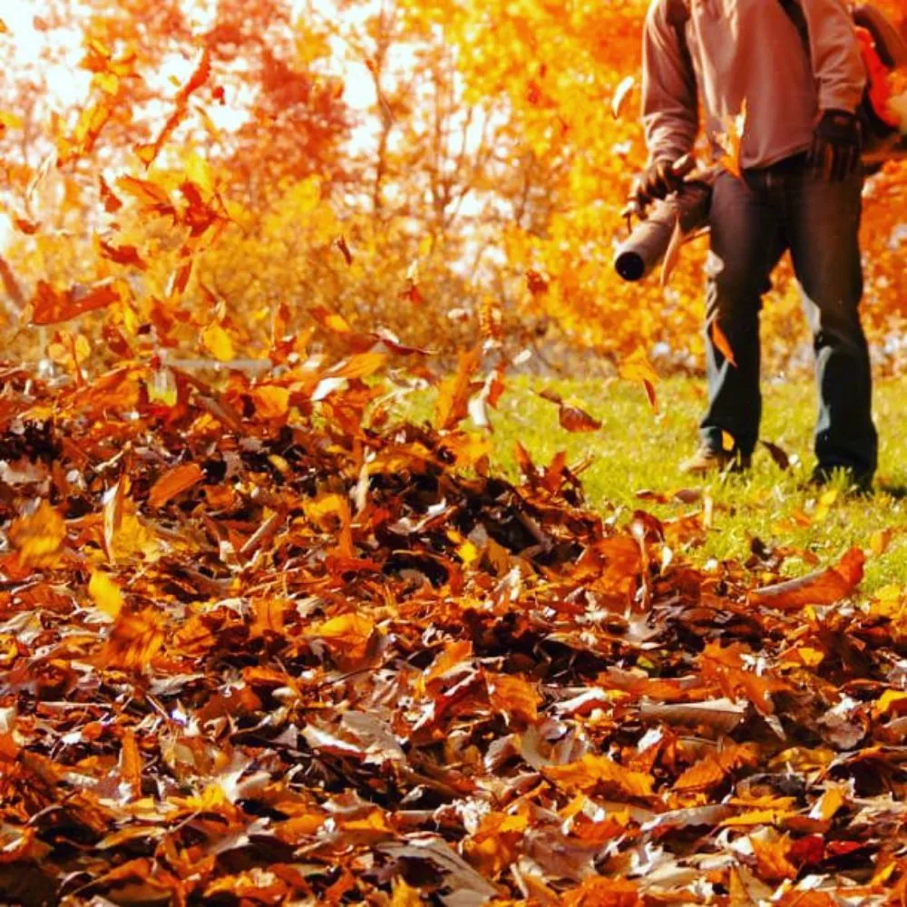 Affordable yard maintenance for beautiful yards in Rockville, MD by Silas Landscaping & Cleaning Services