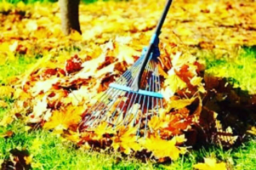 Professional landscape installation in Rockville, MD by Silas Landscaping & Cleaning Services