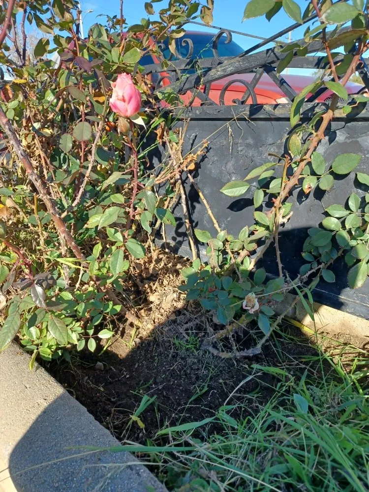 Custom residential landscaping in Oxnard, CA - Silva Services