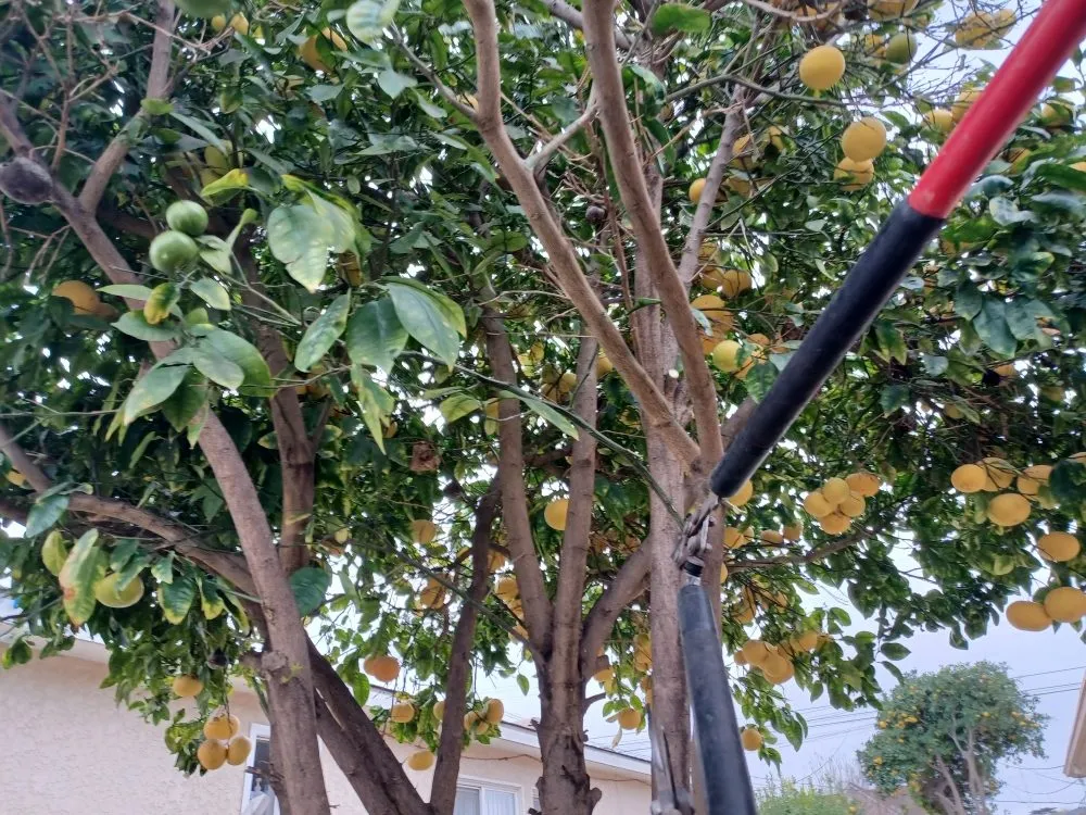 Custom outdoor landscaping in Oxnard, CA by Silva Services