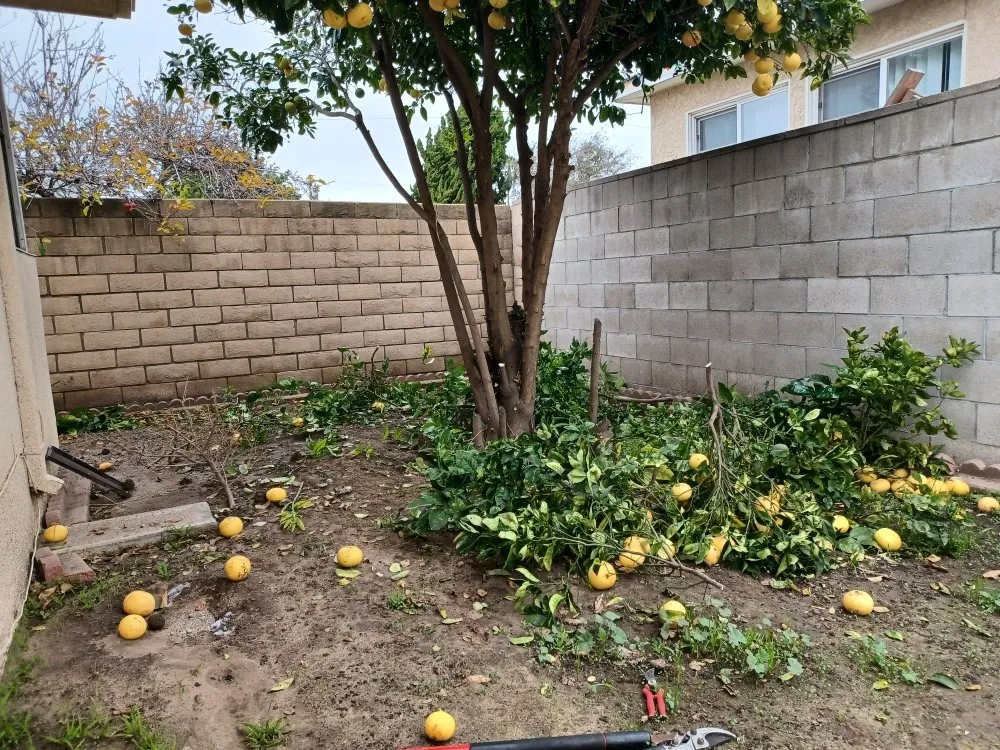 Custom garden landscaping for homes across Oxnard, CA - Silva Services