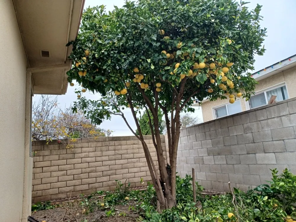 Top-rated outdoor landscaping for outdoor upgrades in Oxnard, CA by Silva Services