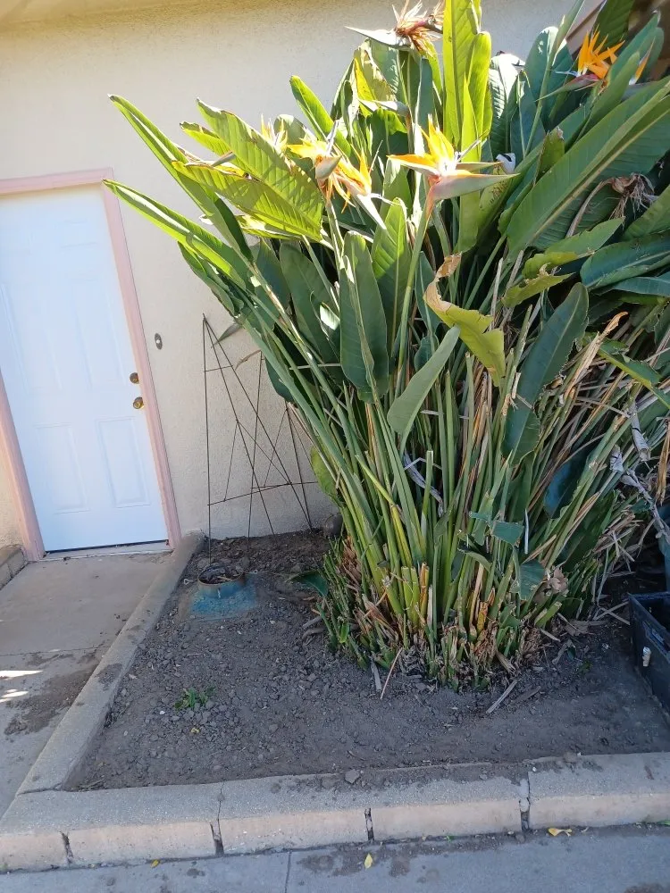 Expert landscape design in Oxnard, CA - Silva Services