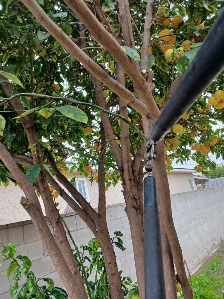 Expert garden landscaping near you across Oxnard, CA - Silva Services