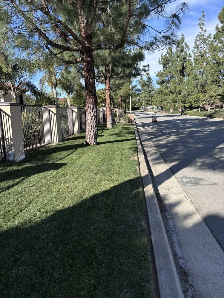 Affordable yard cleanup service near you in Bloomington, CA by Silva’s Landscaping & Lawn Care