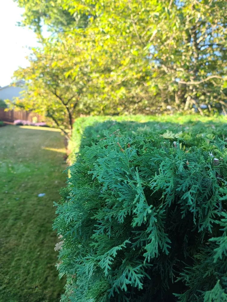 Affordable landscape installation near you in Salem, OR by Silva's Lawn Care