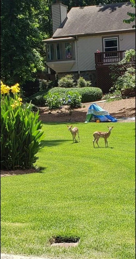 Professional landscape design experts serving Duluth, GA - Silver Fox Lawn Care