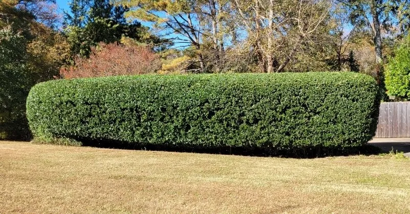 Top-rated lawn care service experts serving Duluth, GA - Silver Fox Lawn Care