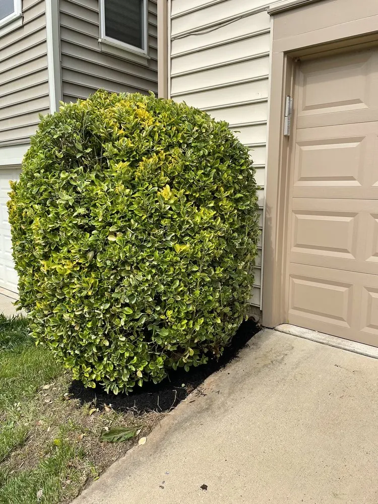 Expert lawn mowing service experts serving Springfield, VA - Silver Hill Commercial Services