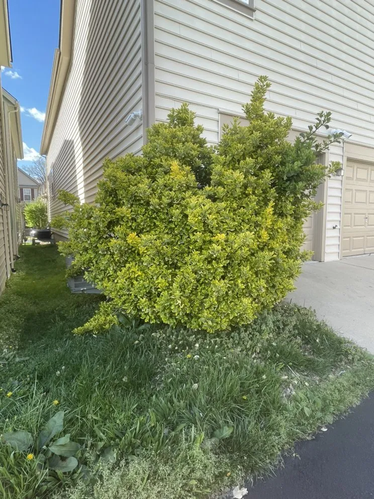 Affordable residential landscaping experts serving Springfield, VA - Silver Hill Commercial Services