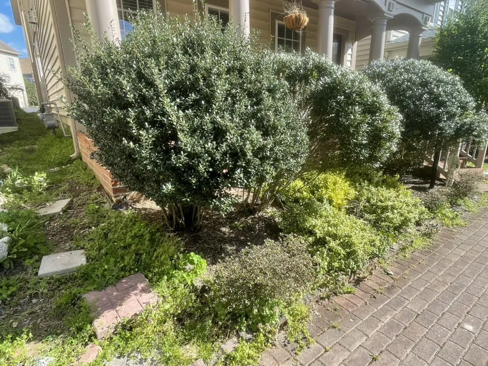 Top-rated lawn care service with custom design across Springfield, VA - Silver Hill Commercial Services