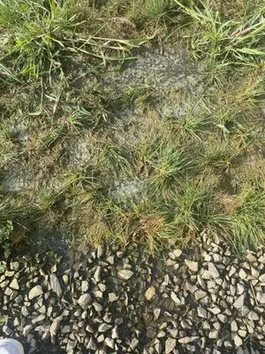 Silver Landscaping -Juan Hernandez Logo