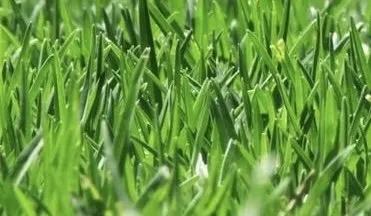 Local landscaping services in Bradley, SC by Silver Lining Lawn