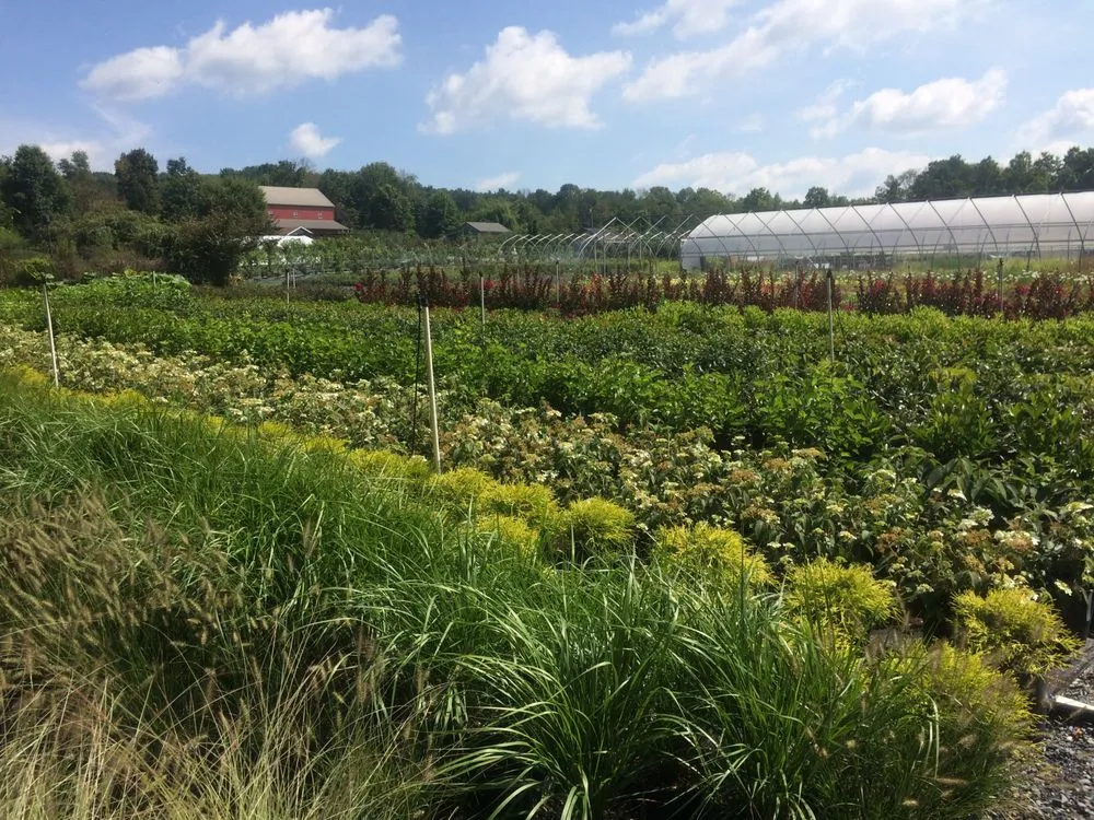 Local outdoor landscaping experts serving Orwigsburg, PA - Silver Maple Nursery