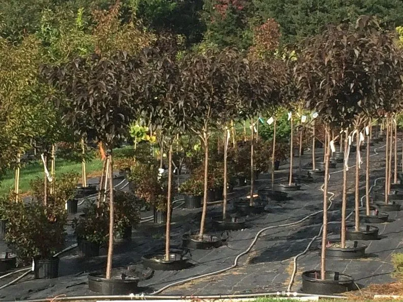 Professional lawn care service in Orwigsburg, PA - Silver Maple Nursery