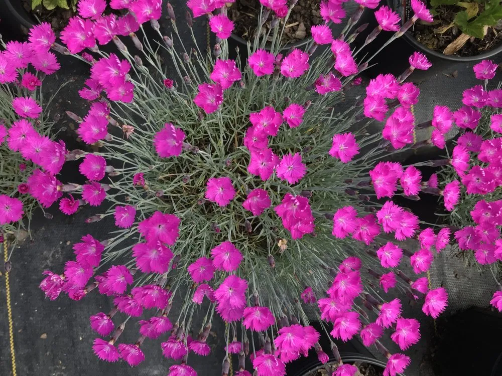 Affordable outdoor landscaping with custom design across Orwigsburg, PA - Silver Maple Nursery