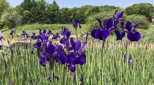 Affordable outdoor landscaping in Orwigsburg, PA by Silver Maple Nursery