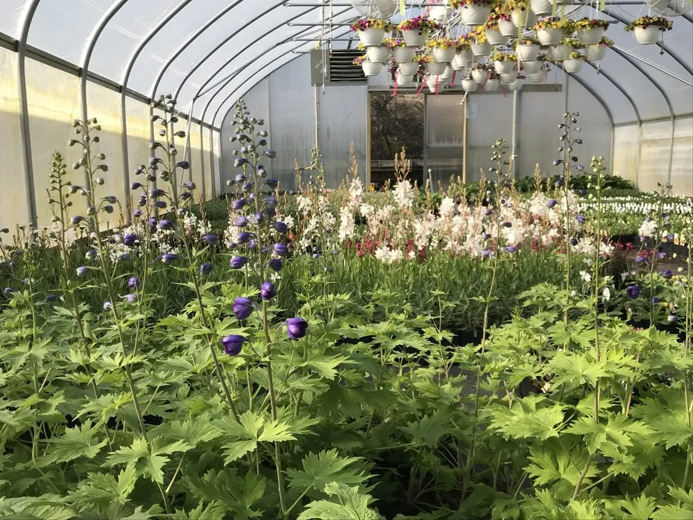 Professional yard maintenance for residential properties across Orwigsburg, PA - Silver Maple Nursery