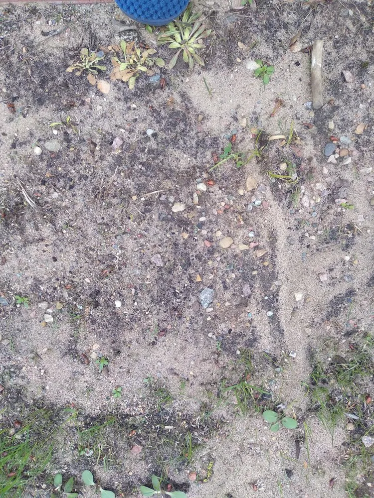 Expert lawn care service in Waupaca, WI - Silver Mist Garden Center