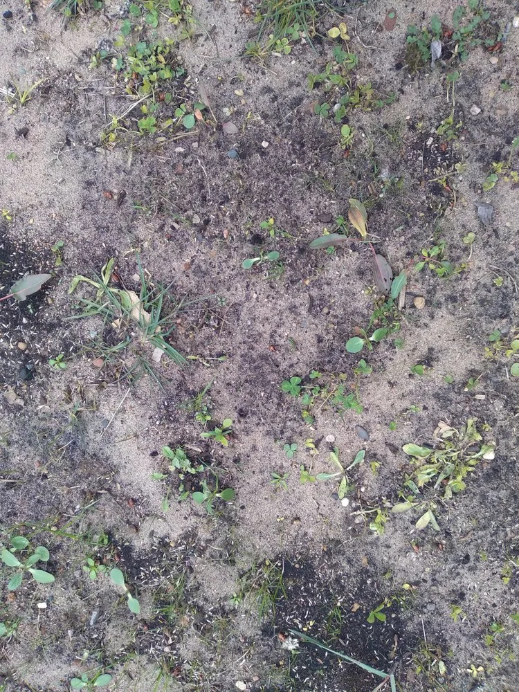 Local landscaping services in Waupaca, WI by Silver Mist Garden Center